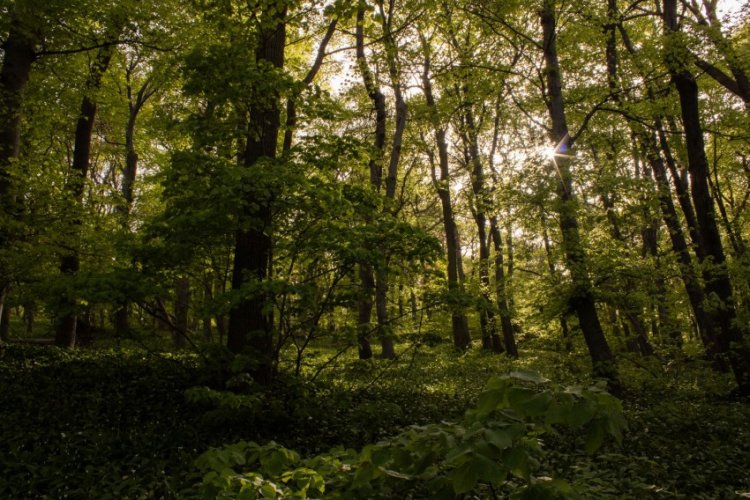 Das neue Klimadokument der Internationalen Theologischen Kommission